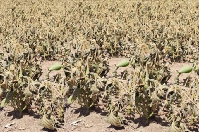 La sequía no da tregua en Santiago del Estero: preocupación por cultivos y un pedido por la Emergencia Agropecuaria