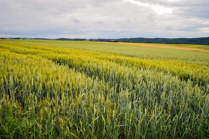 Tras una caída en diciembre, vaticinan una recuperación del mercado de campos para el 2025