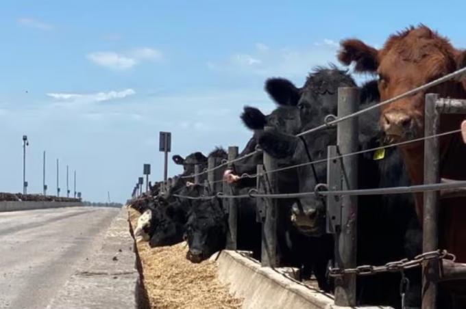 El año empezó con una menor oferta de hacienda gorda en el mercado