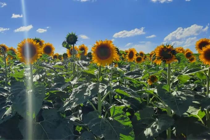 Ventaja clave el girasol dio la sorpresa con un destacado avance en la zona núcleo