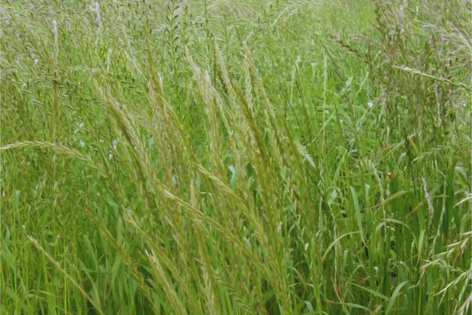 Pautas de manejo de raigrás en el norte y noreste bonaerense