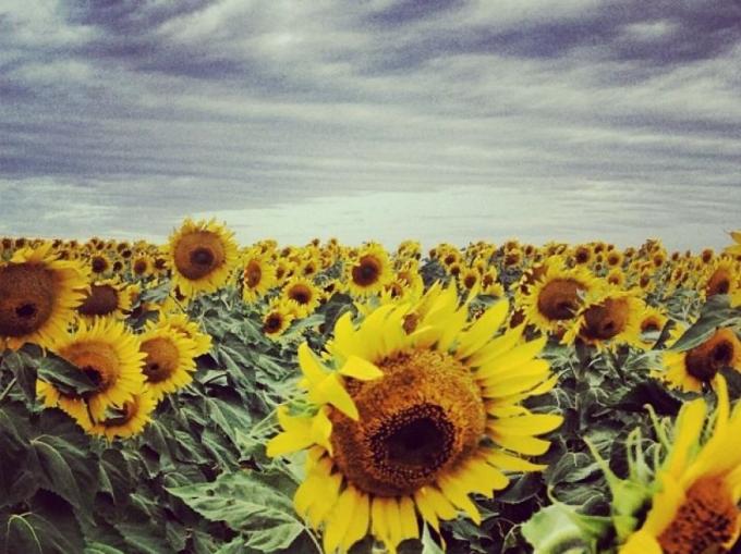 Disminuyeron las exportaciones de aceite de girasol en diciembre