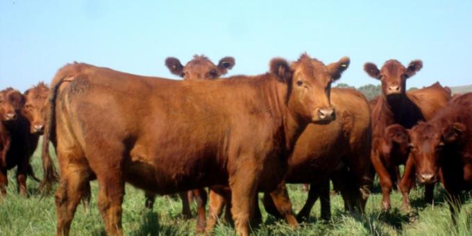 La faena de vaquillonas continúa en niveles altos y la industria se alarma. Se incrementó en un 6,3% anual según datos de CICCRA