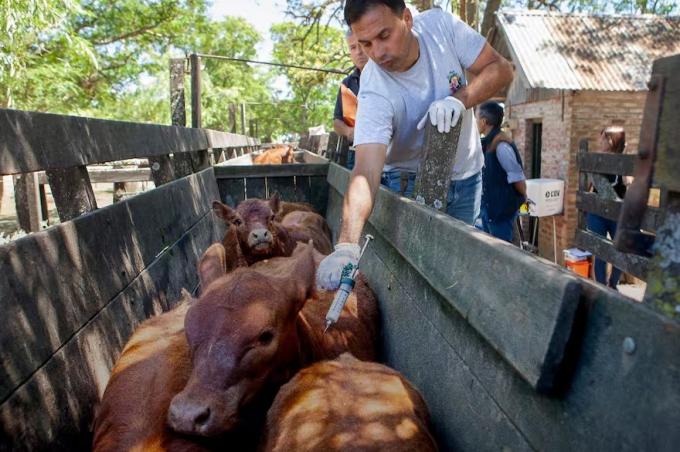 Especulación denuncian que no hay precio para la vacuna contra la aftosa a 10 días del comienzo de una campaña