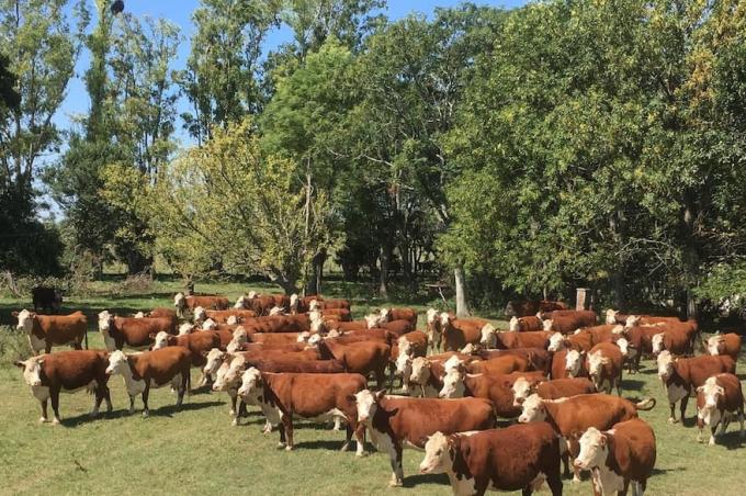 Extraordinario incentivo la exportación de ganado en pie abre un camino de ganar-ganar para todos y Uruguay lo demuestra