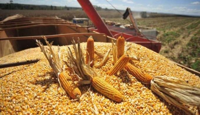 Se da inicio a la cosecha de maíz, mientras la condición hídrica mejora luego de las lluvias