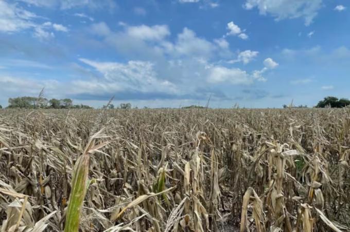 Inesperado con más de 15 días de lluvias, se retrasa la cosecha de maíz y puede haber un efecto dominó con la soja