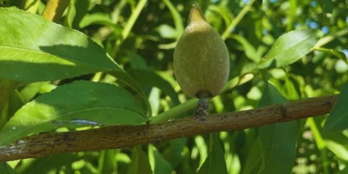 En Catamarca, el INTA estudia los requerimientos de temperatura de las distintas variedades de almendros para mejorar su manejo y productividad