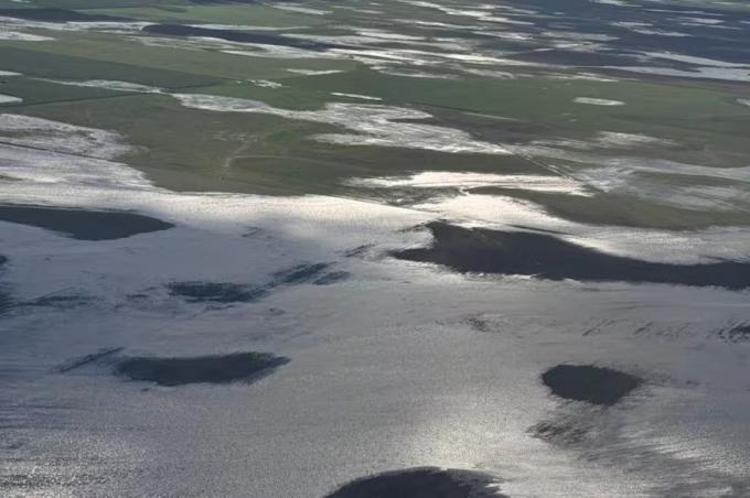 Inundaciones en Buenos Aires se frenó la cosecha de girasol y hay un trabajo contra reloj para trasladar el ganado