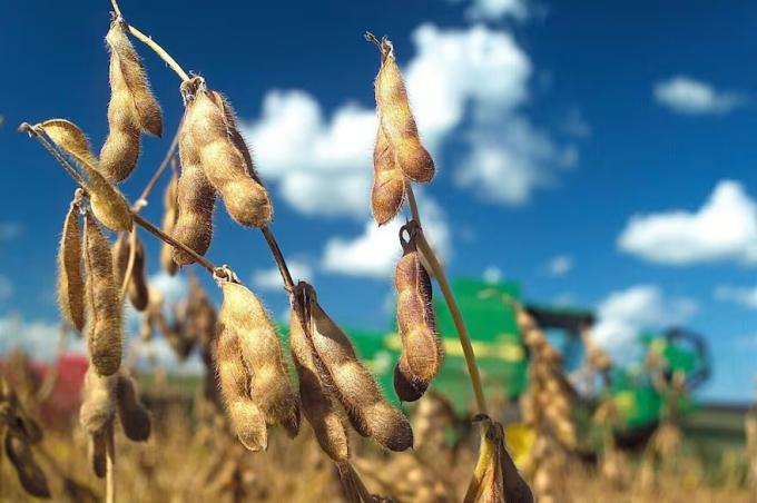 Vendo o no vendo el 41% de la cosecha de soja se usará para pagar alquileres de campos, según un informe