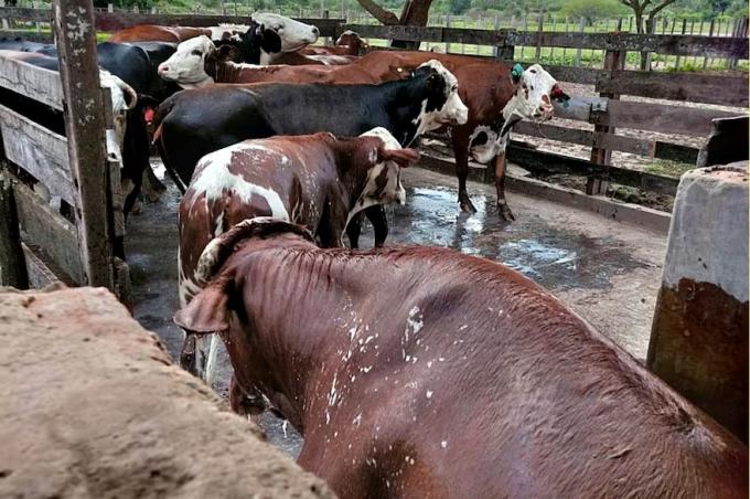 Explosión de casos alertan sobre un impactante avance de la garrapata y la muerte de cientos de vacas