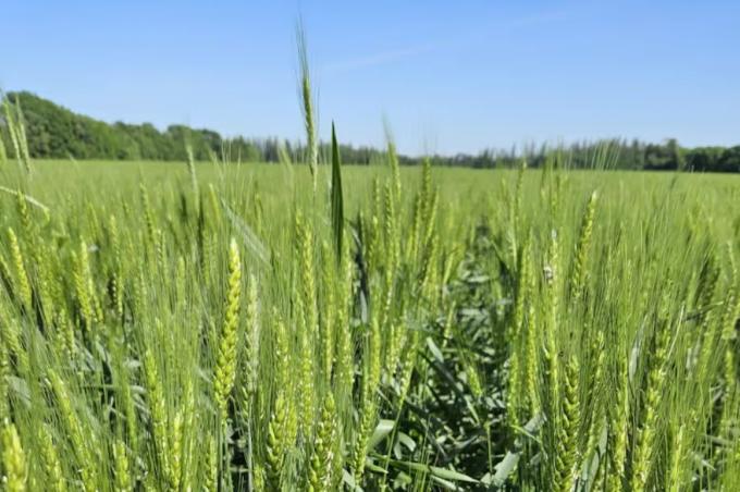 Trigo 2025 el abecé para afinar la estrategia sin descuidar ningún detalle