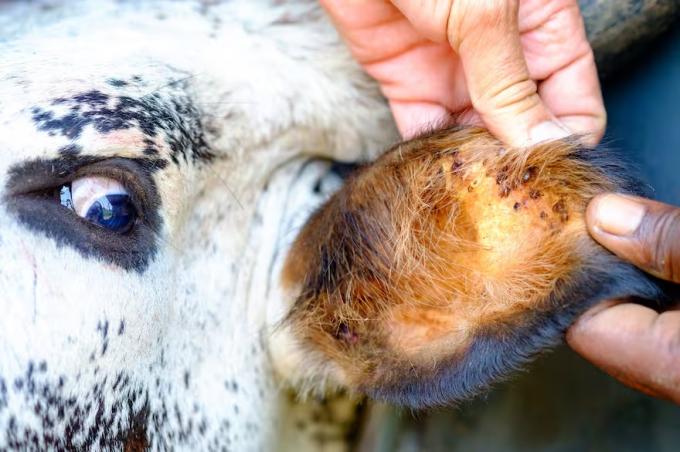 US$250 millones: una vieja enemiga de las vacas vuelve a causar graves pérdidas