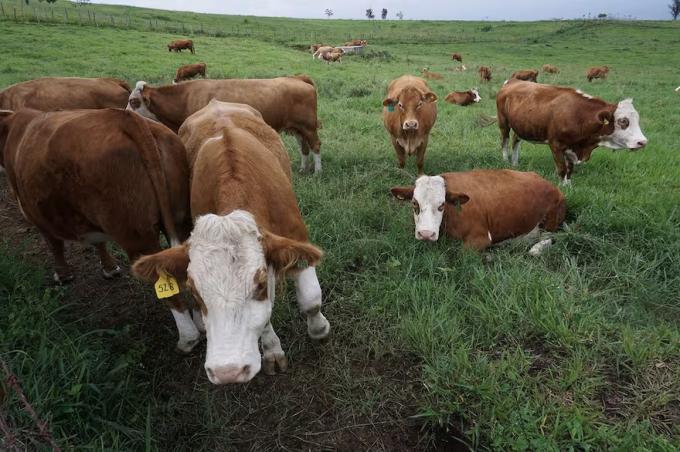Indicadores cómo le fue a la producción de carne en abril de 2025