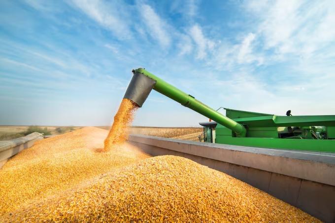 El ambicioso plan para llegar a 500 quintales por hectárea de maíz en la Argentina
