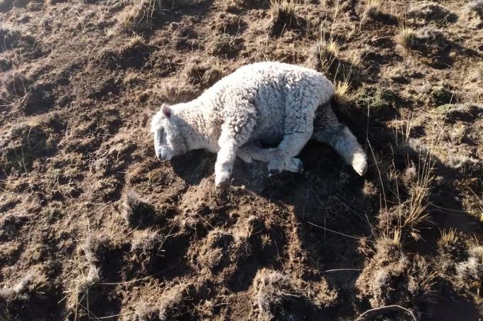 Grave ataque en un campo robaron las ovejas de un reconocido dirigente rural