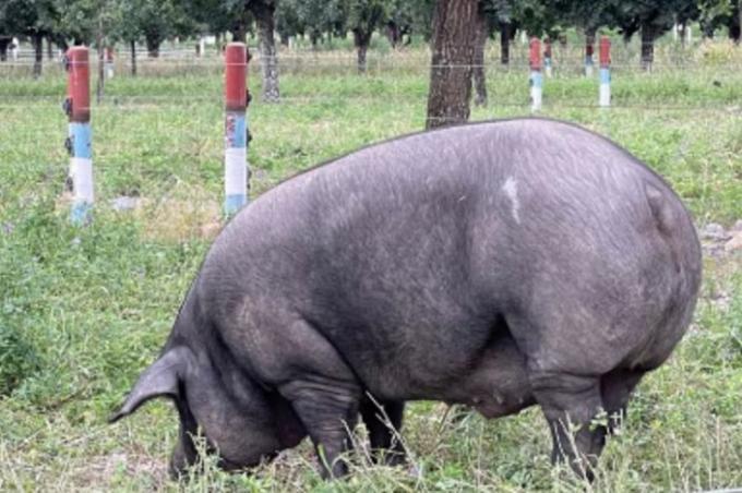 Descendiente de andaluces cría cerdos negros y hace el único jamón de bellotas de la Argentina que compite con el español