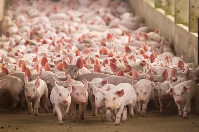 No tiene techo presentaron un ambicioso plan de inversiones por US$1600 millones en el negocio porcino