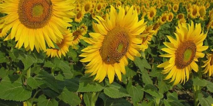 El girasol argentino todavía tiene margen para crecer, Un estudio mostró que las brechas de rendimiento oscilan entre el 34% y el 40% a nivel país