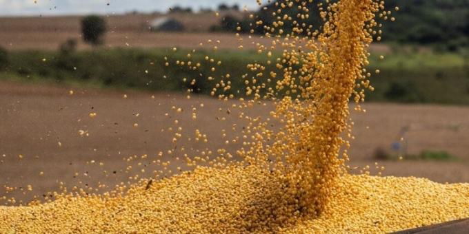 En lo que va del año la competitividad de la industria aceitera mejoró de manera notable con respecto a la exportación de poroto