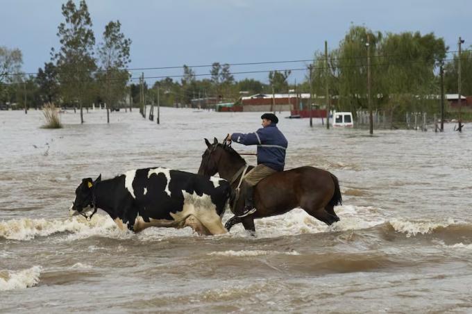 Es catastrófico drama en los campos bonaerenses que quedaron bajo el agua