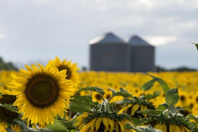 Cosecha récord de girasol creció un 28,2% respecto a la campaña anterior