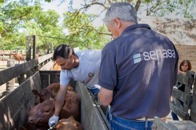Desde Brasil un laboratorio espera una autorización para importar millones de vacunas contra la aftosa y las venderá a US$0,60