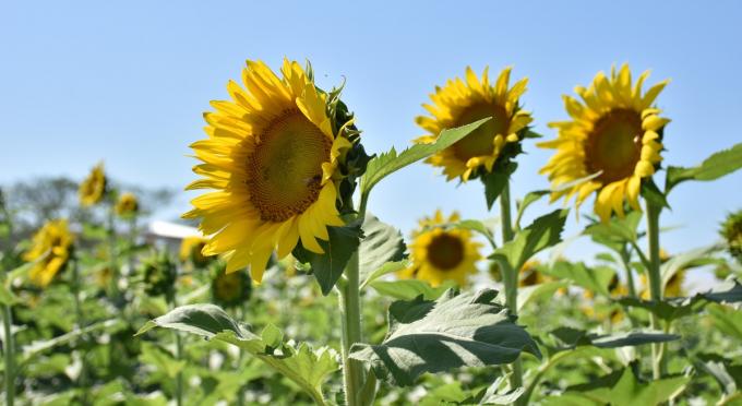 Girasol con una campaña récord, aportaría más de USD 2000 millones a la economía