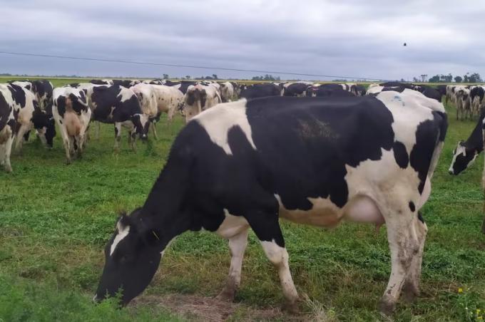 Crece cada vez más cuál es y cómo se controla una enfermedad que genera graves perjuicios en bovinos