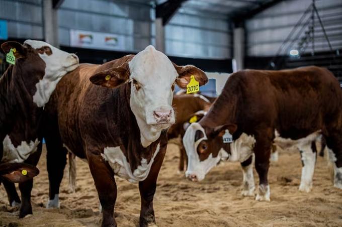 La Argentina tiene lo que el mundo busca para la carne, remarcan en una raza bovina que no para de crecer