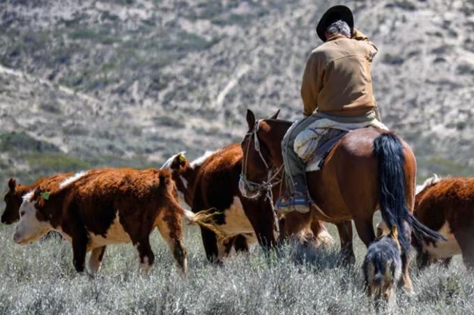 Informe un organismo internacional elogió la estrategia de la Argentina contra la fiebre aftosa
