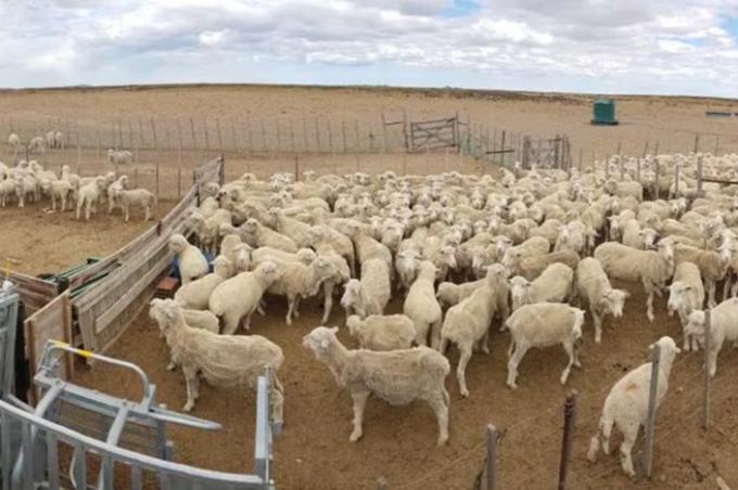100.000 familias se verán afectadas temor en empresas patagónicas del agro por una medida del Gobierno