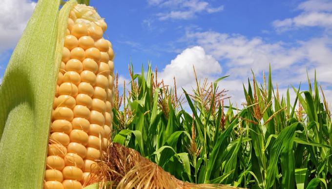Díganle adiós al maíz que se va. El precio del cereal argentino se encamina hacia el precipicio gracias a una agresiva jugada de Trump