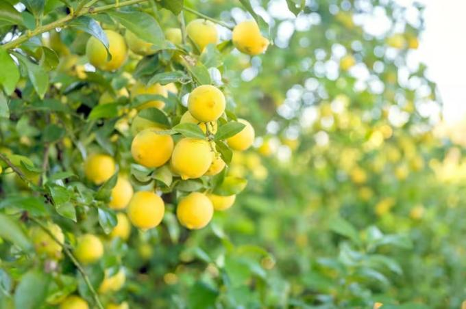 La revancha de una fruta: fue símbolo de un boom, luego sufrió el abandono de miles de hectáreas y ahora está de vuelta