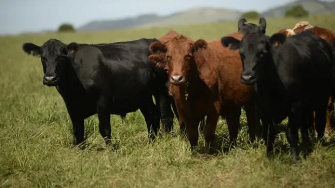 Los inversores argentinos afectados por una estafa ganadera en Uruguay buscan recuperar parte de lo invertido