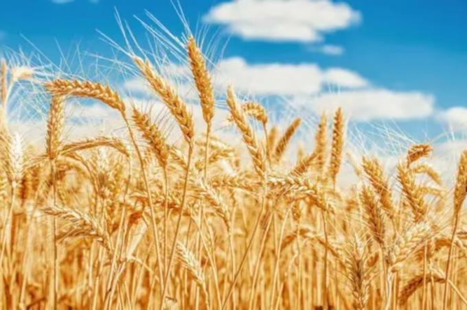 El mercado del trigo nuevo y la rentabilidad de los cultivos para el ciclo 2025/26