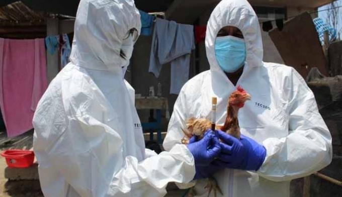 Nuevo brote de gripe aviar en Brasil: Se confirmó un caso en Mato Grosso y crece la preocupación por la difusión de la enfermedad