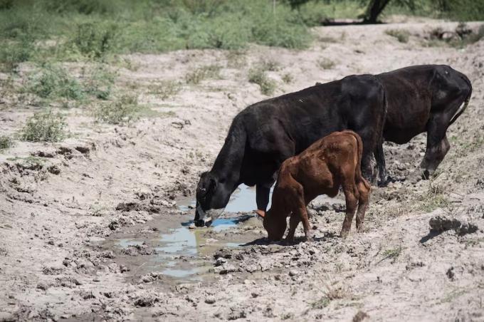 Se van éxodo de vacas y angustia donde la falta de agua es un drama sin fin
