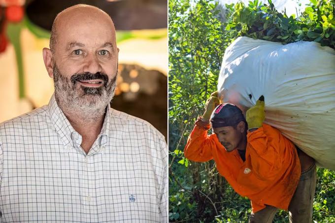 Capas tectónicas Federico Sturzenegger celebró el fin de una exigencia para la yerba mate que ya estaba con una “letra muerta”