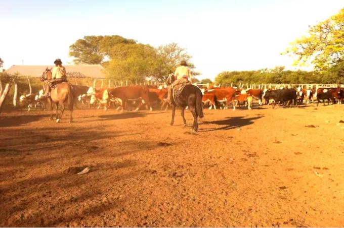 Administración fraudulenta un productor irá a juicio por la desaparición de casi 2000 vacas valuadas hoy en US$1 millón