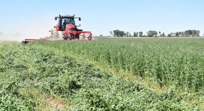 Con fósforo y azufre, la alfalfa rinde más en zonas secas