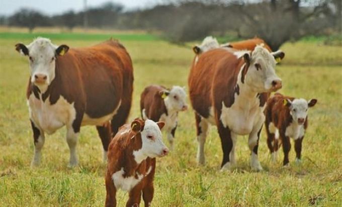 El sector de la cría bovina recupera rentabilidad y acelera la salida de terneros