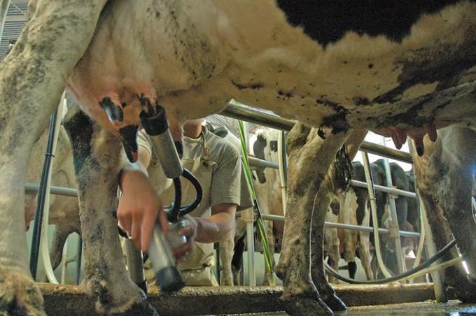 Luz amarilla asoma un riesgo para la producción lechera en medio una fuerte recuperación