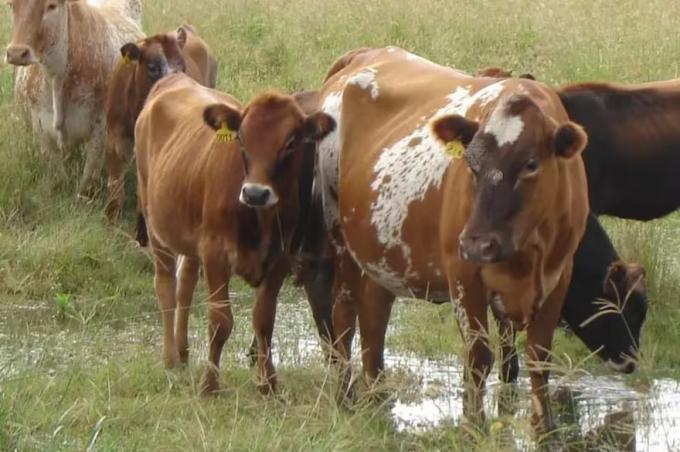 Final inesperado tras 65 años, el INTA cerró un histórico programa de Bovino Criollo en Tucumán y trasladó el rodeo a Corrientes