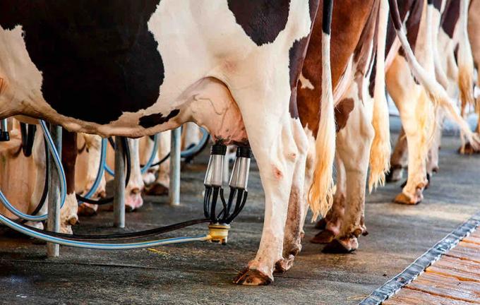 Los tamberos recibieron mejores precios en junio