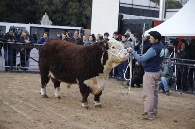 Toro Hereford. Escocés fue el primero en llegar a la Rural y Nicolás Pino pidió bajar impuestos
