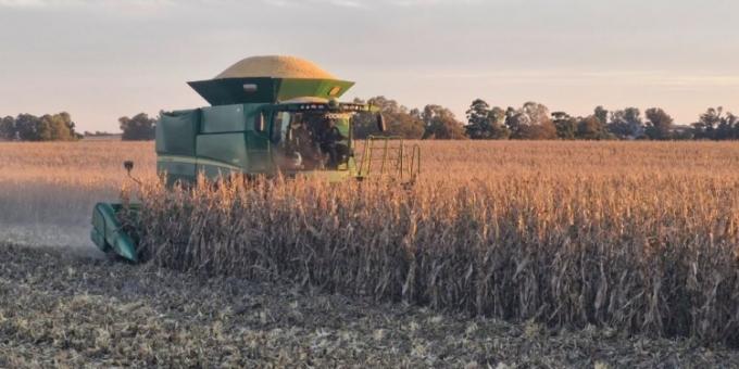 Comercialización agrícola. El maíz sigue dando pelea en un contexto en el cual la soja tiró la toalla