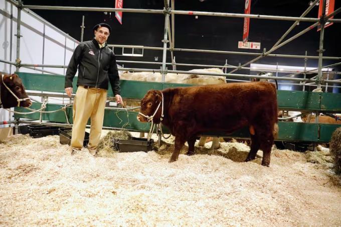 Regreso con gloria después de más de 120 años, volvió a la Argentina una raza bovina extremadamente mansa