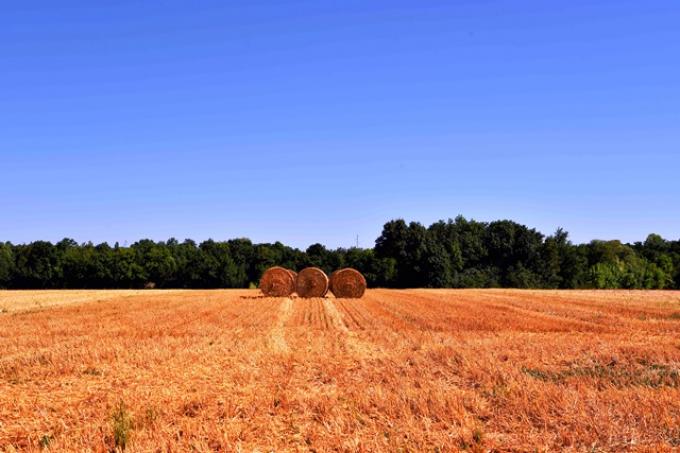 Leve caída en la actividad inmobiliaria rural