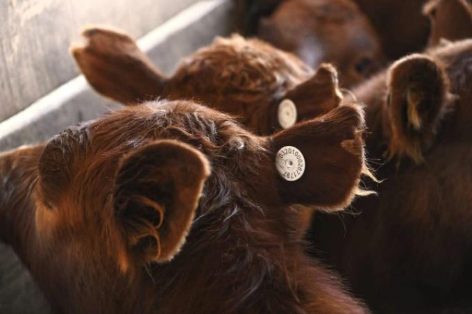 Se establecen nuevas condiciones para la identificación electrónica de animales